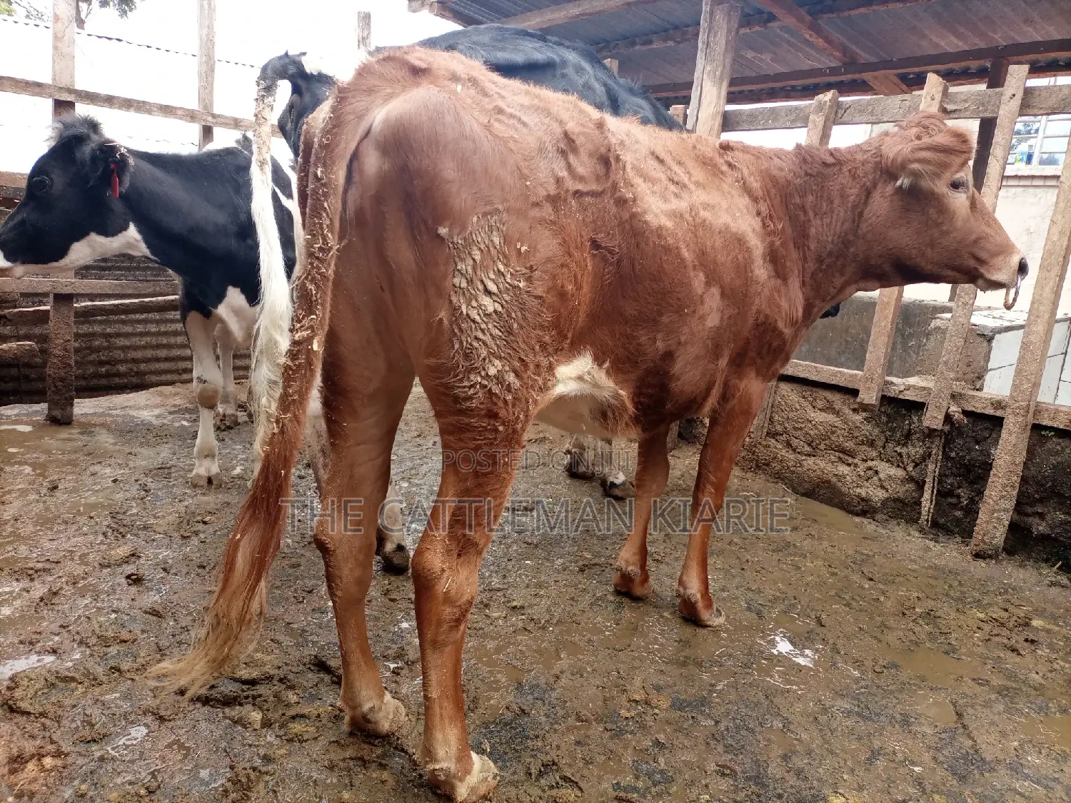 Guarnsey Bullying Heifer