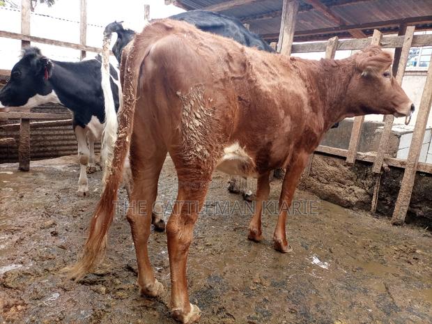 Guarnsey Bullying Heifer - thumbnail 3