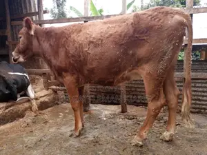 Guarnsey Bullying Heifer