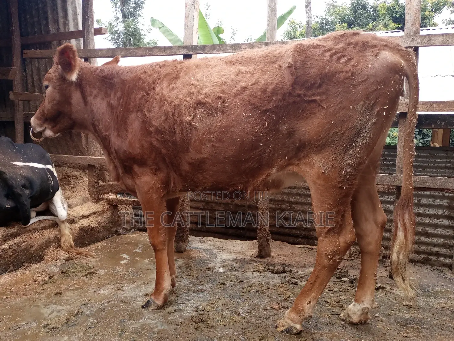 Guarnsey Bullying Heifer