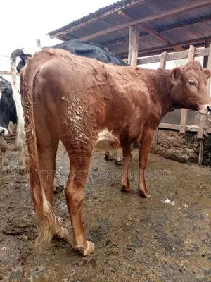 Guarnsey Bullying Heifer