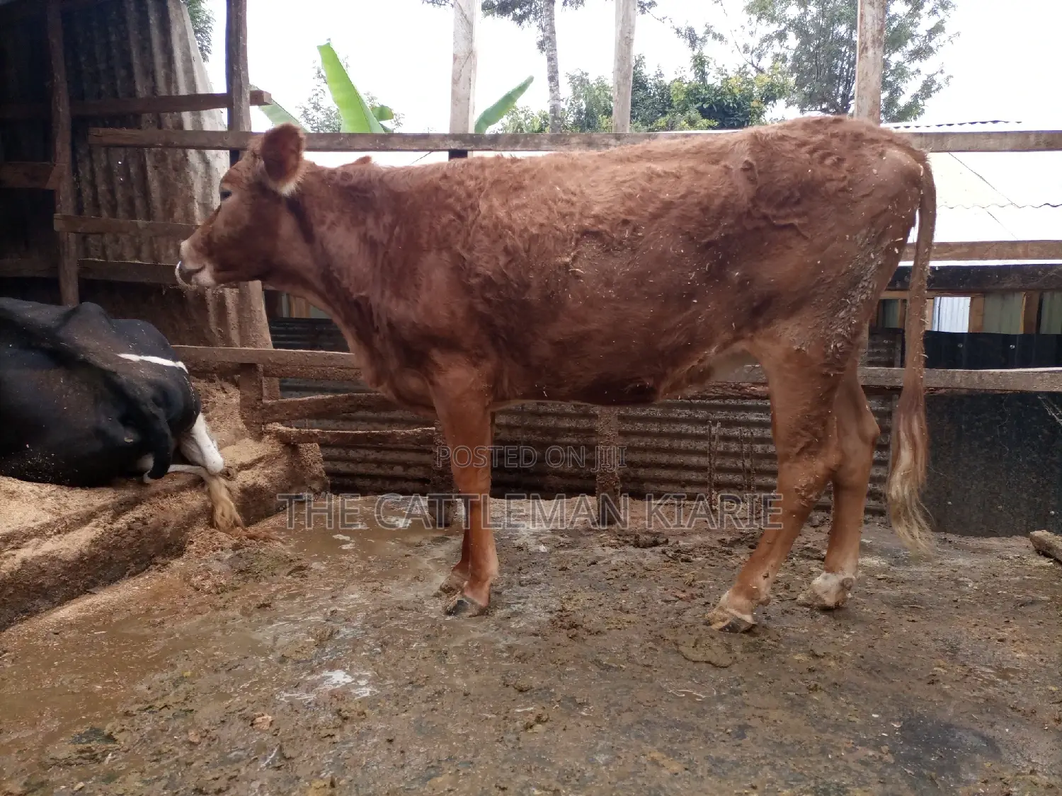 Guarnsey Bullying Heifer