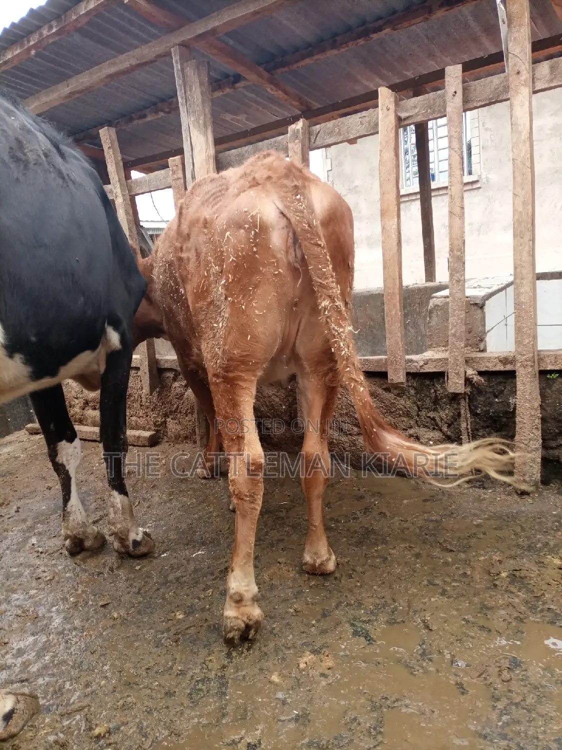 Guarnsey Bullying Heifer