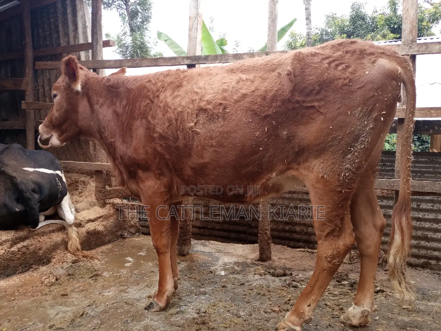 Guarnsey Bullying Heifer