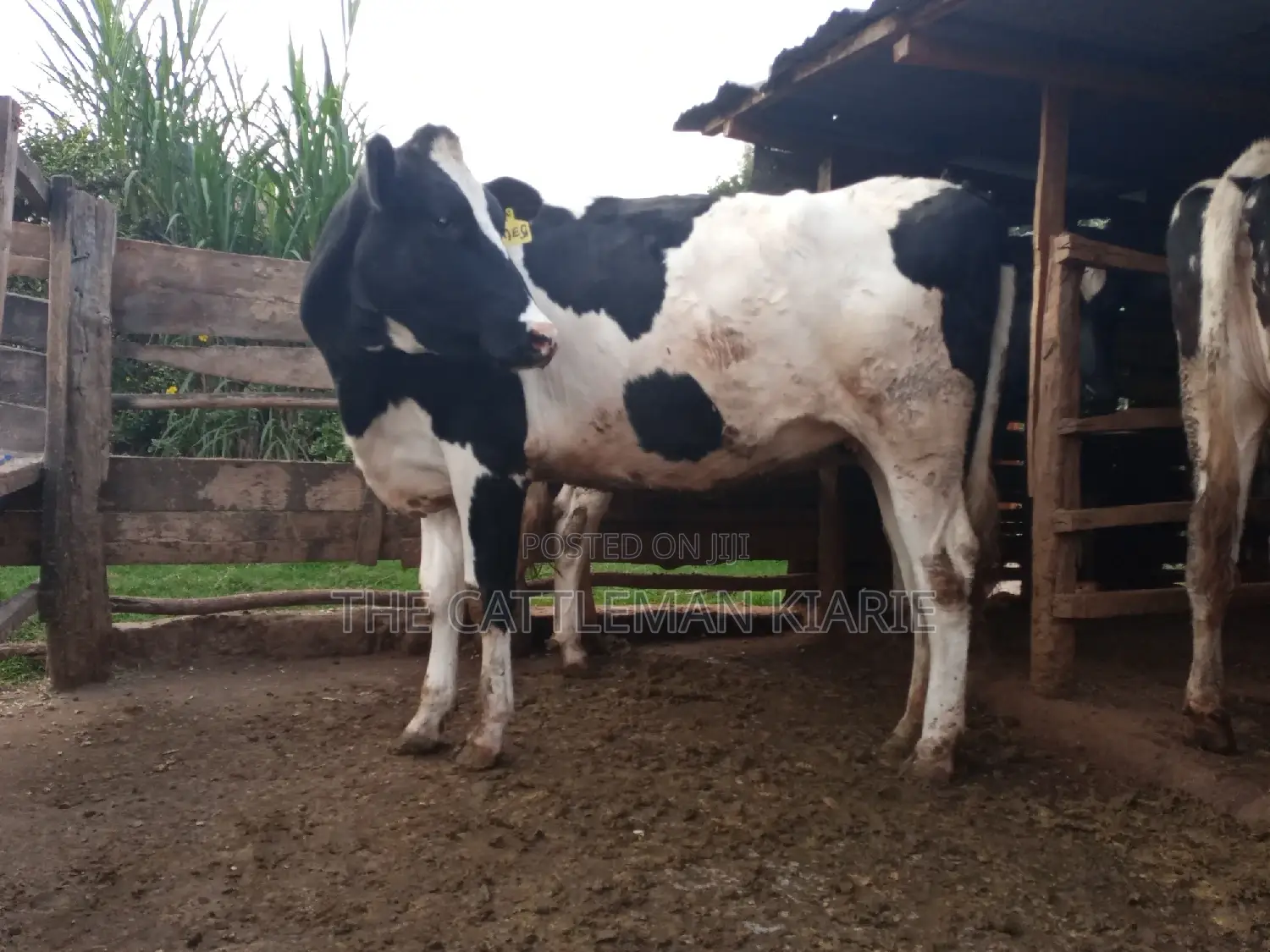 Super Giant Pedigree 6 Months Incalf