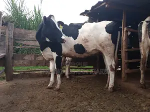 Super Giant Pedigree 6 Months Incalf