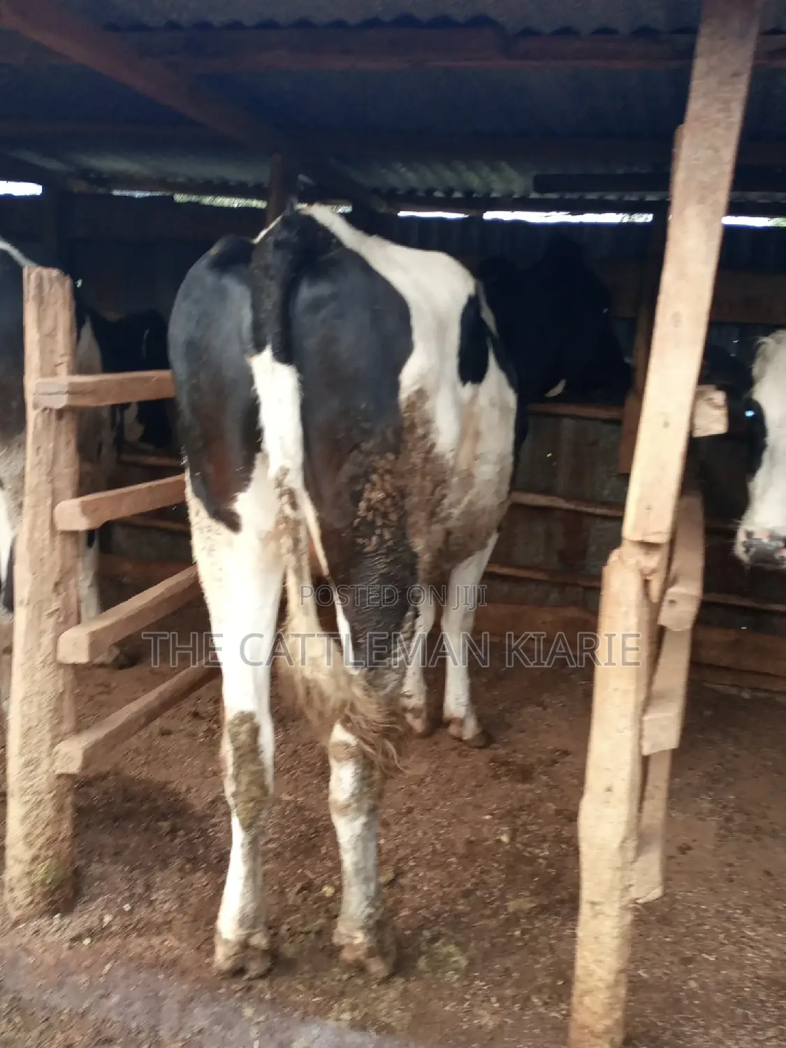 Super Giant Pedigree 6 Months Incalf
