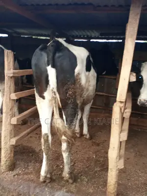 Super Giant Pedigree 6 Months Incalf