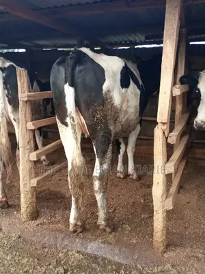 Super Giant Pedigree 6 Months Incalf