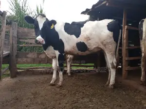 Super Giant Pedigree 6 Months Incalf