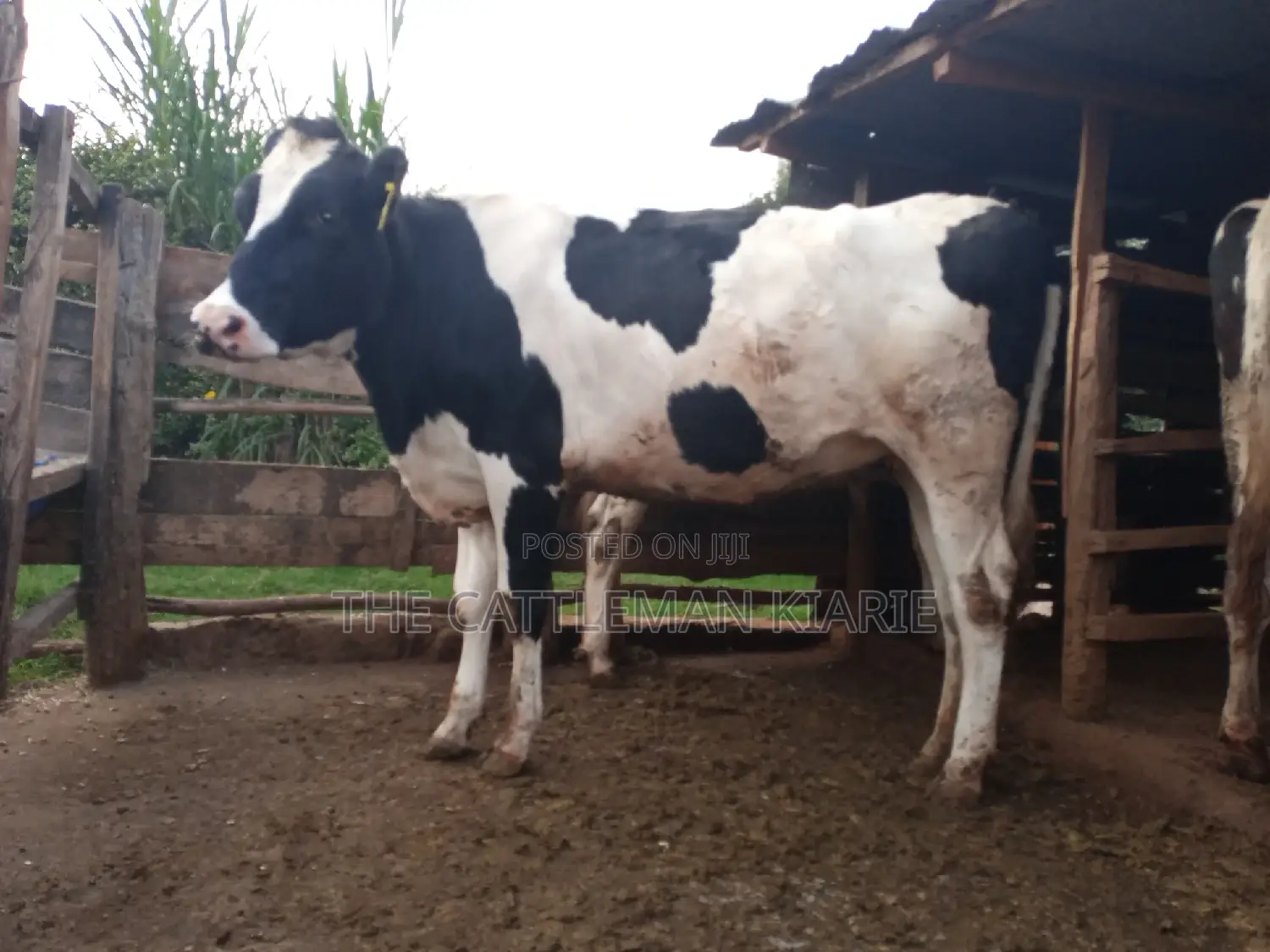 Super Giant Pedigree 6 Months Incalf