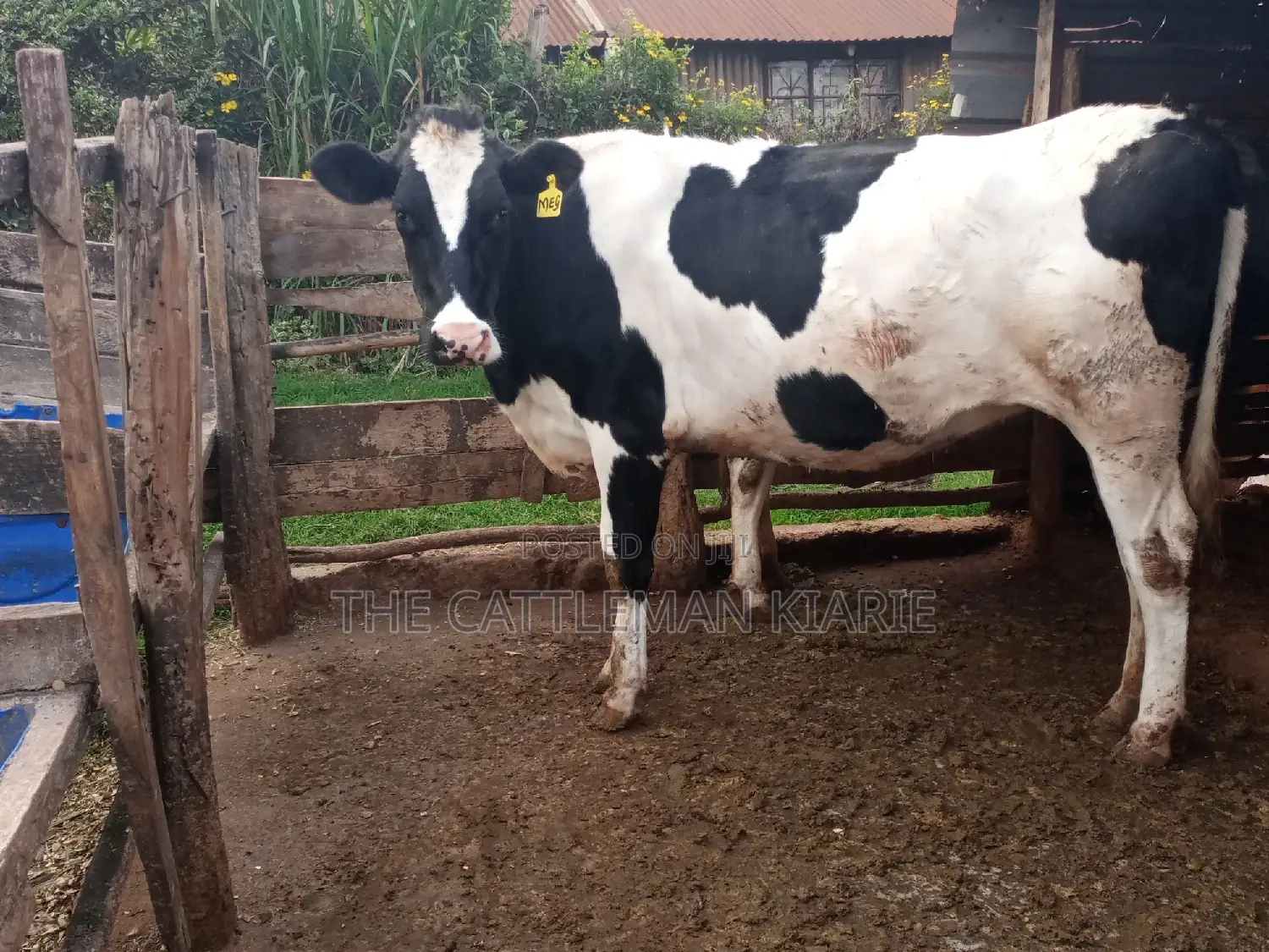 Super Giant Pedigree 6 Months Incalf