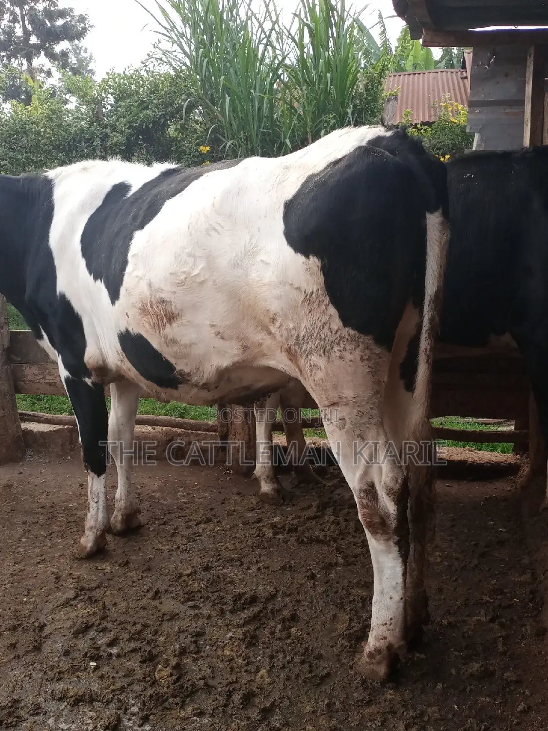 Super Giant Pedigree 6 Months Incalf