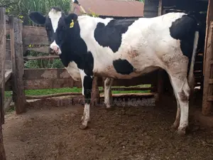 Super Giant Pedigree 6 Months Incalf