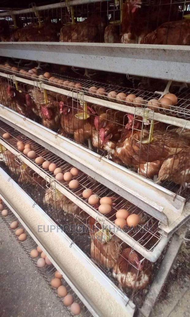 Hot Calvanized Chicken Cages - main view