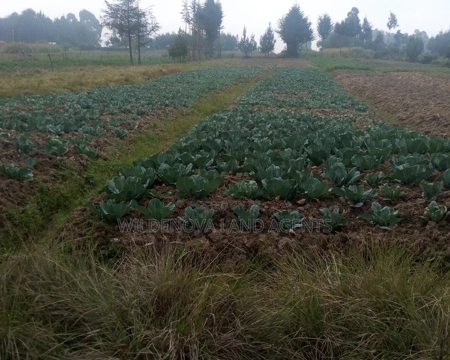 2 Acres on Sale at Nyakio Kinangop
