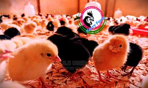 F1 Sasso Kienyeji Chicks - thumbnail 2