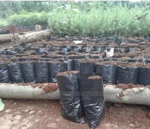 Seedlings / Planter Bags
