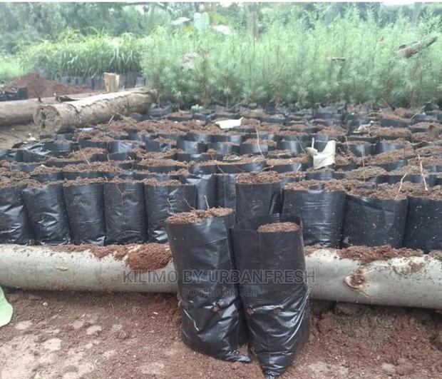 Seedlings / Planter Bags - thumbnail 3