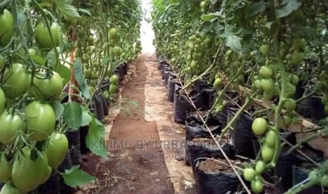 Seedlings / Planter Bags
