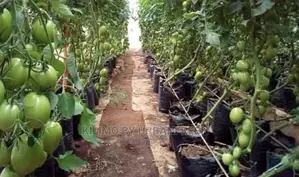 Seedlings / Planter Bags
