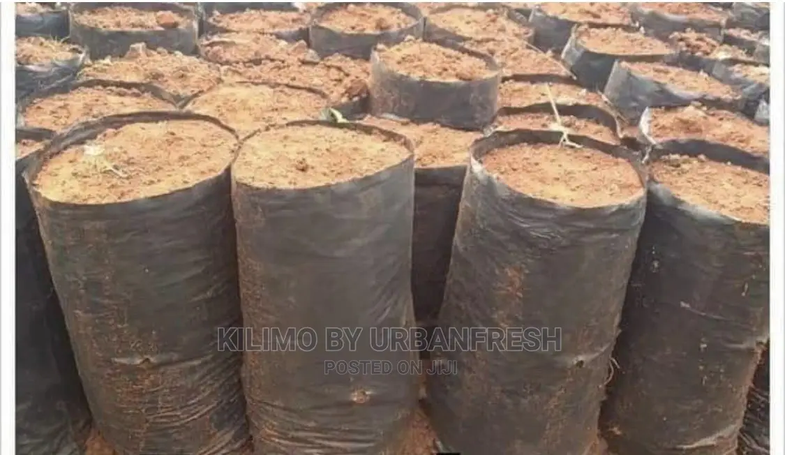 Seedlings / Planter Bags