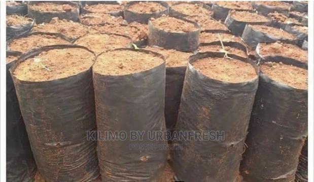 Seedlings / Planter Bags - thumbnail 5