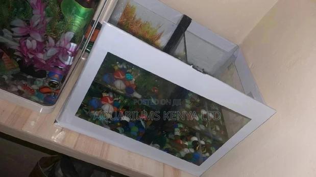 Betta Fish Breeding Aquariums - main view
