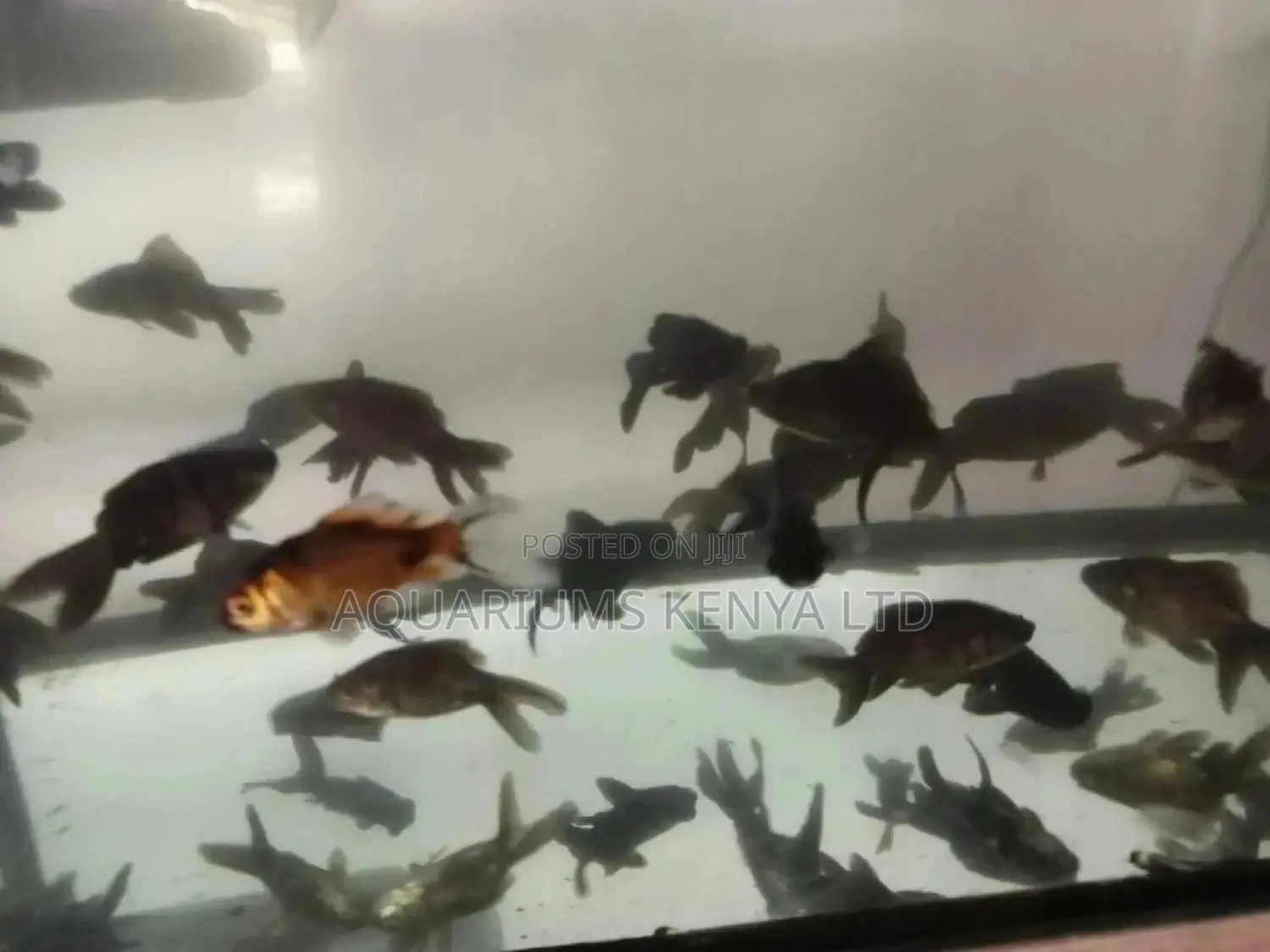 Blackmoore Goldfish,Black Fish, Telescopic, Aquarium Fish