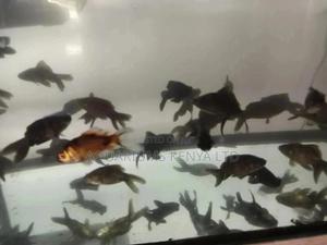 Blackmoore Goldfish,Black Fish, Telescopic, Aquarium Fish - thumbnail 2