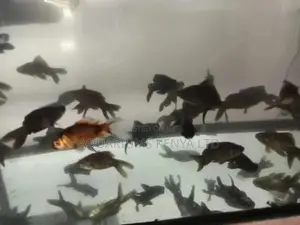 Blackmoore Goldfish,Black Fish, Telescopic, Aquarium Fish