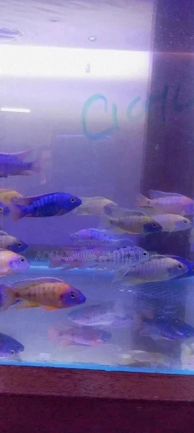 Assorted Chichlids - main view