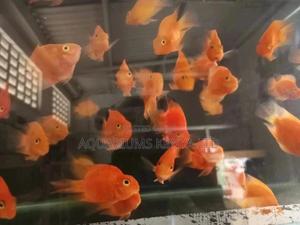 Parrot Cichlids - thumbnail 2