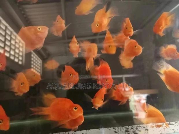 Parrot Cichlids - main view