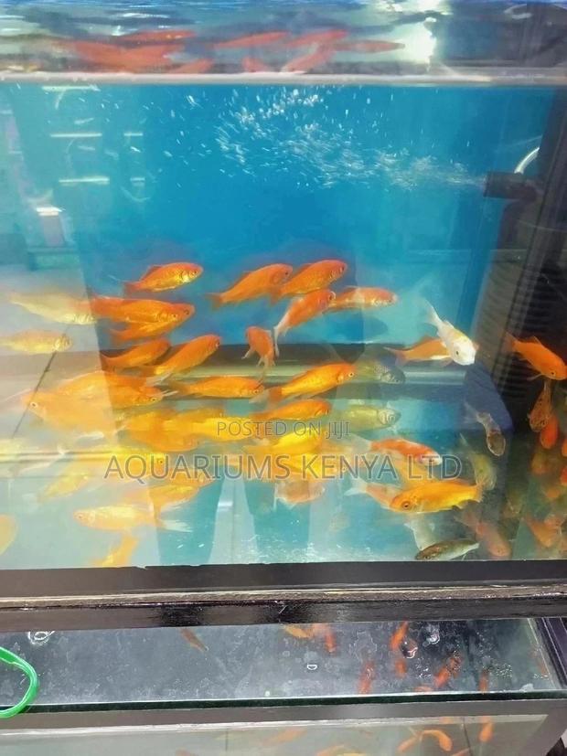 Gold Fish,For Aquariums - main view