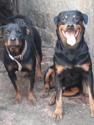 1+ Year Female Purebred Rottweiler - thumbnail 2