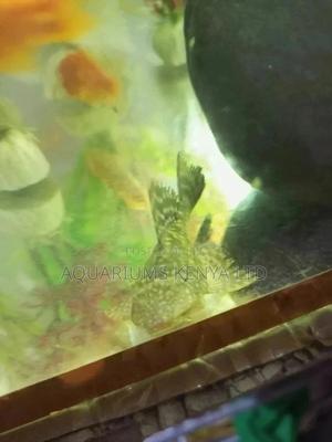 Pleco,Algae Eater, Cat Fish, Aquarium Fish - thumbnail 2