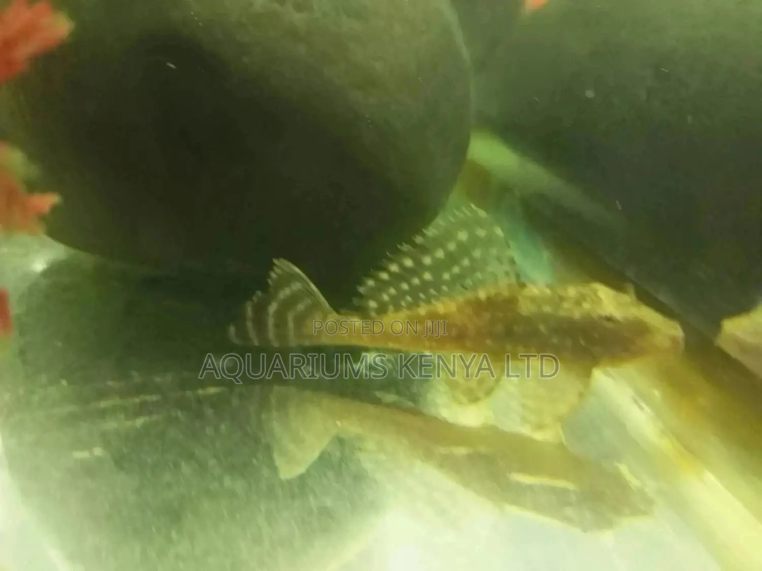 Pleco Hi Fin,Cat Fish,Algae Eater, Aquarium Fish