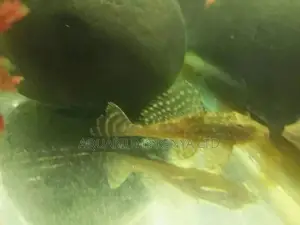 Pleco Hi Fin,Cat Fish,Algae Eater, Aquarium Fish