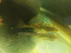 Hi Fine Pleco,Algae Eater, Aquarium Fish - thumbnail 2
