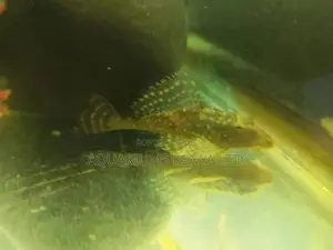 Hi Fine Pleco,Algae Eater, Aquarium Fish