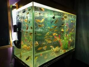 Assorted Aquarium Fish, Aquarium Beauty - thumbnail 2