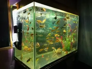Assorted Aquarium Fish, Aquarium Beauty