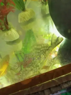 Pleco ,Algae Eater ,Fish Cleaner