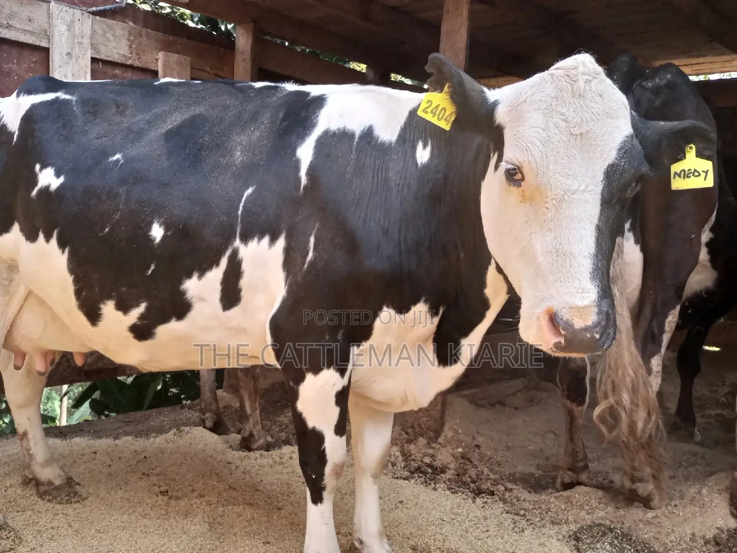Super Pedigree Friesian Fleckview