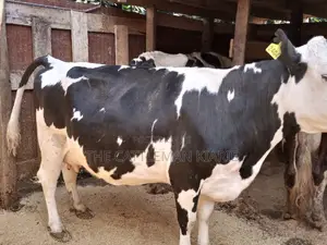 Super Pedigree Friesian Fleckview