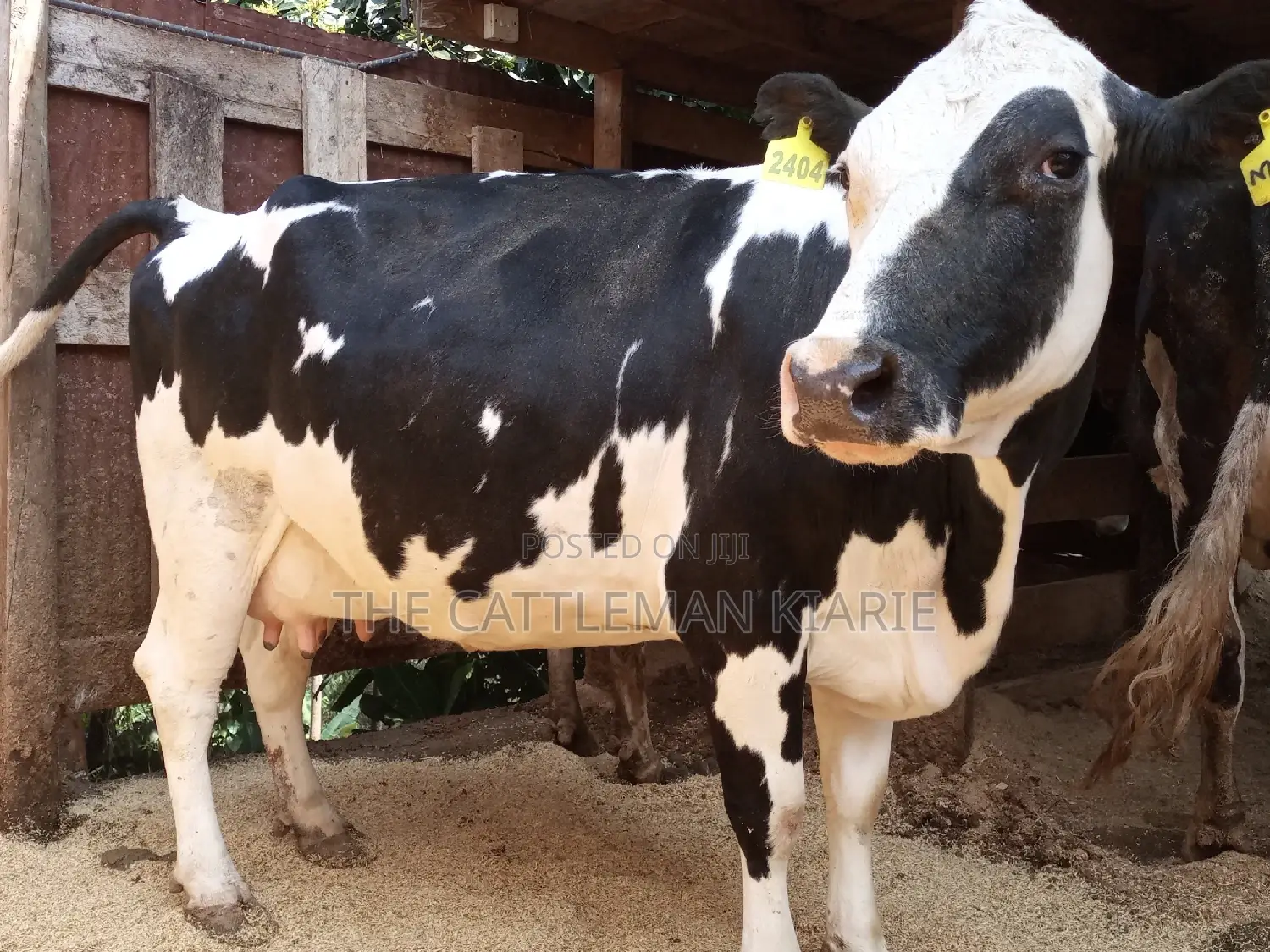 Super Pedigree Friesian Fleckview