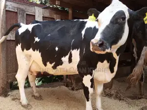 Super Pedigree Friesian Fleckview