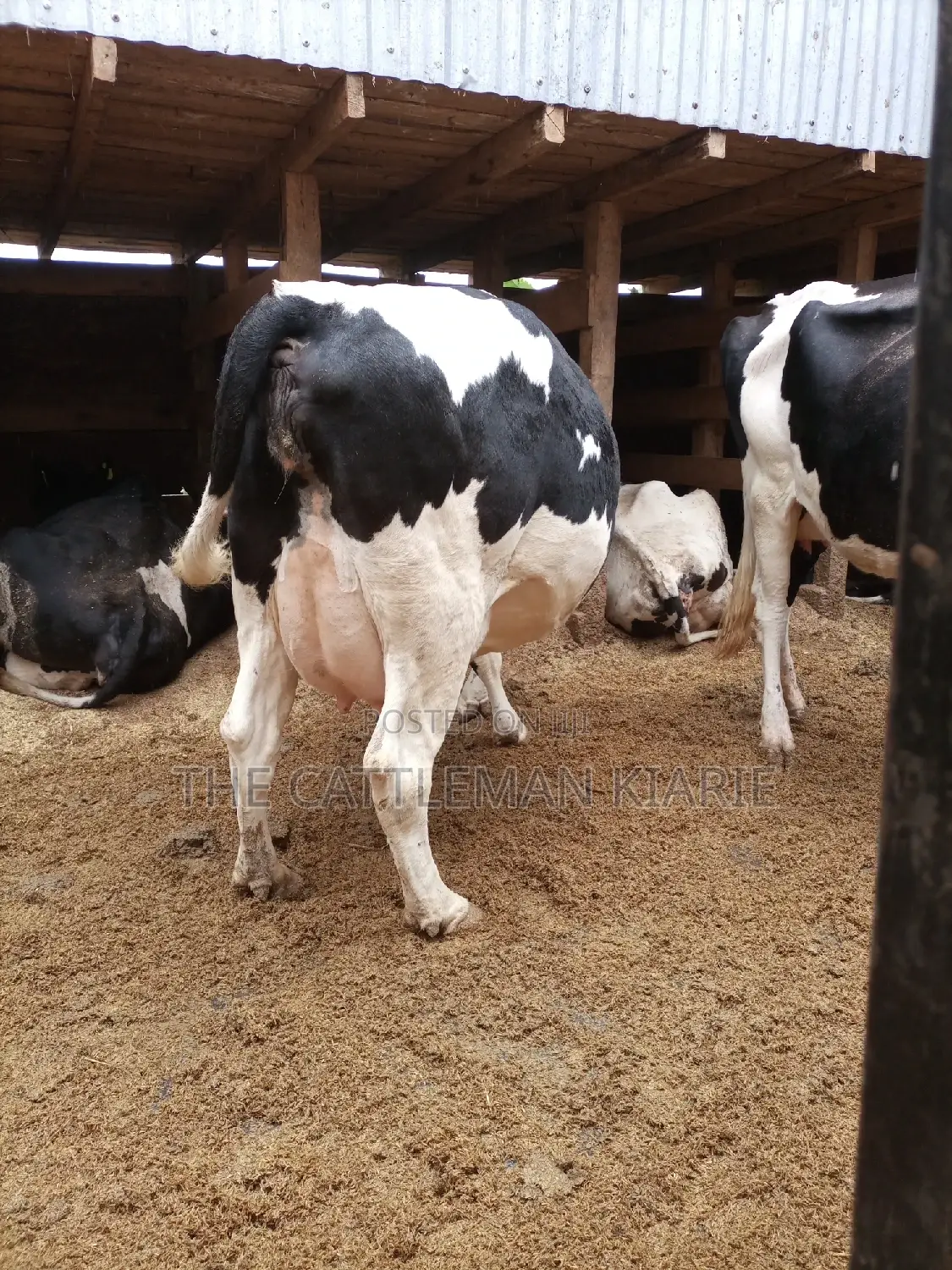 Super Pedigree Friesian Fleckview