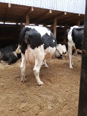 Super Pedigree Friesian Fleckview